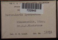 Reticularia lycoperdon image